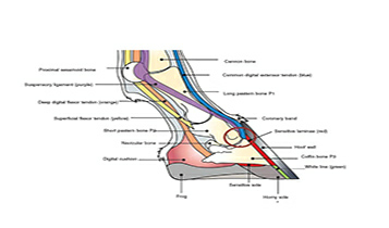 Horse Times Egypt: Equestrian Magazine :Articles :A CASE STUDY  WHAT ARE EQUINE ENTHESOPHYTES? 
